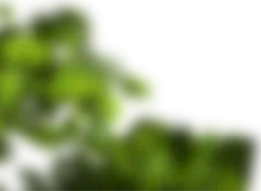 Red Leaf
